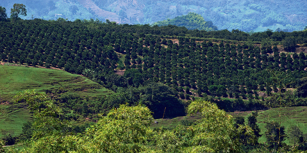 Hacienda Bambusa El Caimo Exteriér fotografie